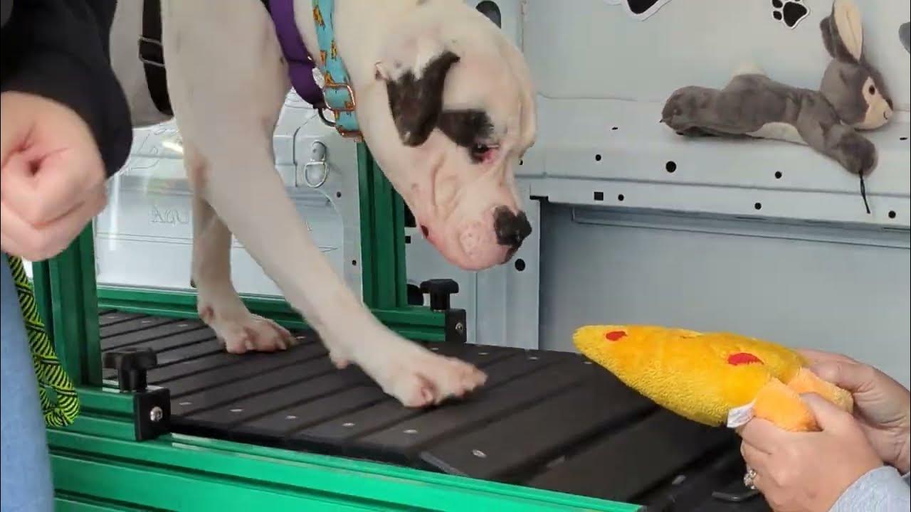 Squeaks Mobile Dog Run Visits Seattle Humane YouTube