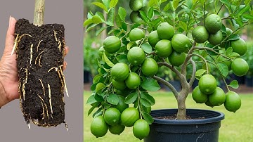 Grow Lemon Trees Faster With Aloe Vera! Best Ideas Propagating Lemon Trees