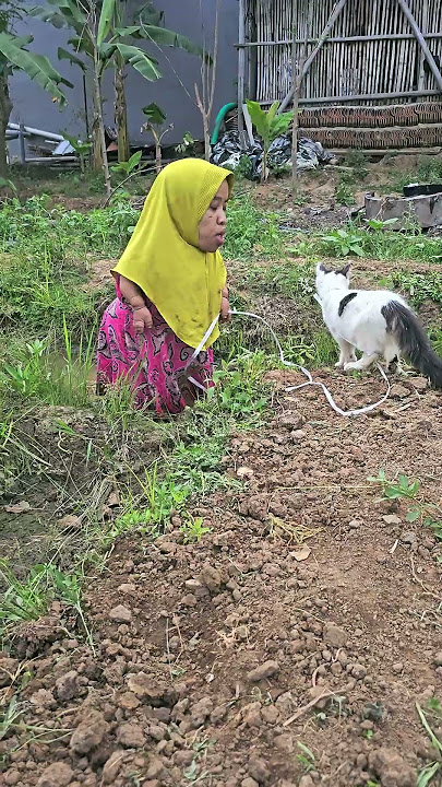 CIMOL YANG MENGGEMASKAN