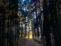 Upper Shillong | Shillong woods