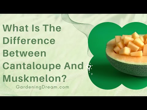 What Is The Difference Between Cantaloupe And Muskmelon?