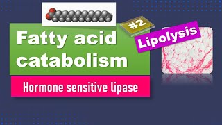 Lipolysis: Fatty acid oxidation: Part 2: Hormone sensitive lipase:  biochemistry