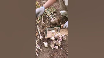 Onion roots cutting process -Goodtools and machinery make work more faster!!