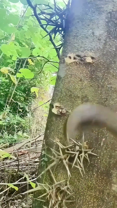 Reveal: How Terrifying Is This Thorny Plant All Over? Live Test!