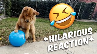 GOLDEN RETRIEVER VS BOUNCY BALL!