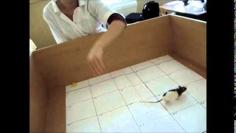"Complexity behavior of rodents Rattus norvegicus one genetic line in stressful situations" part 1