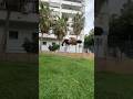 Scoot triple full 🌪️ #flip #trick #tricking #tricks #acrobatics #full