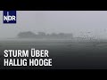 Land unter auf Hallig Hooge | die nordstory | NDR Doku