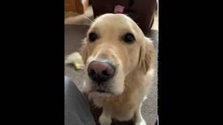 Golden Retriever wants attention