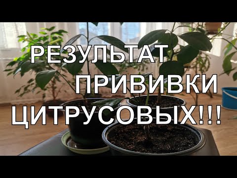 РЕЗУЛЬТАТ ПРИВИВКИ ЦИТРУСОВЫХ ЛИМОНОВ, МАНДАРИНОВ, АПЕЛЬСИНОВ / ЦИТРУСЫ В ДОМЕ