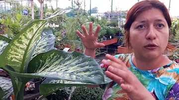 Quanto va bagnata la dieffenbachia?