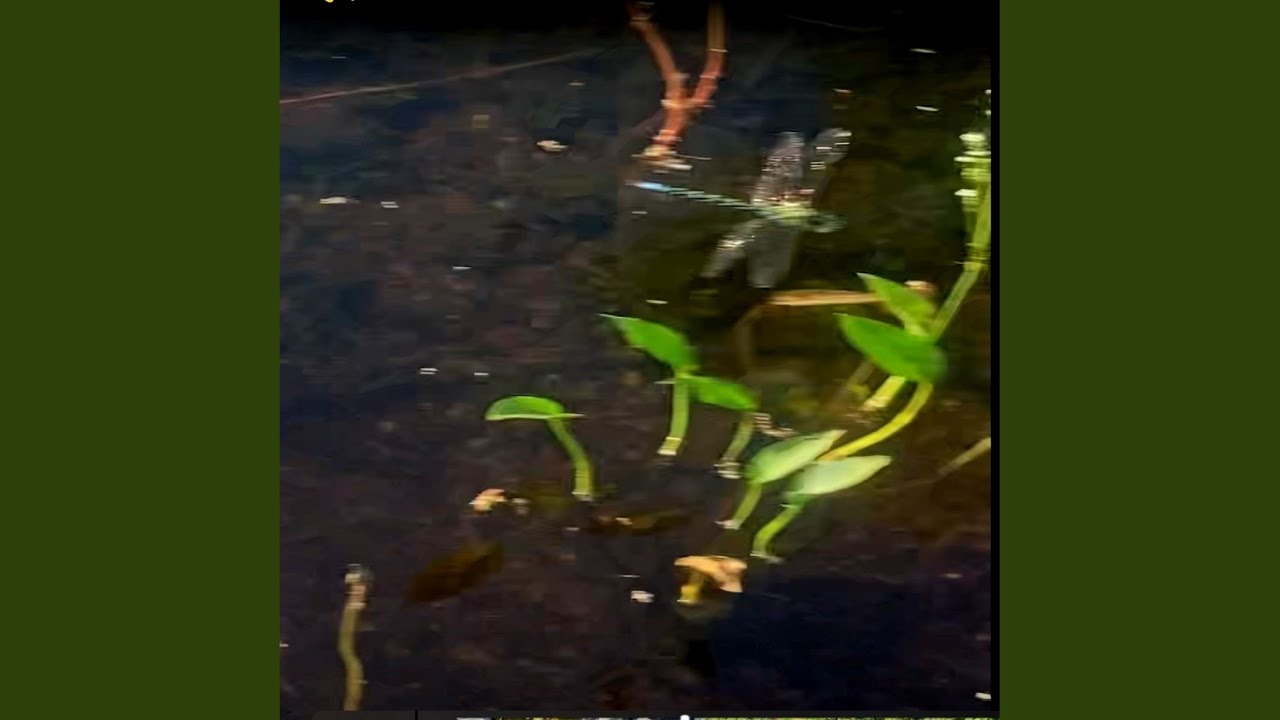 Ver DRAGONFLY (Aether Pt.2) en YouTube Ver DRAGONFLY (Aether Pt.2) en YouTube