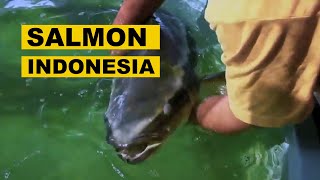 #Ikan King #Kobia #Salmon Lokalnya Indonesia