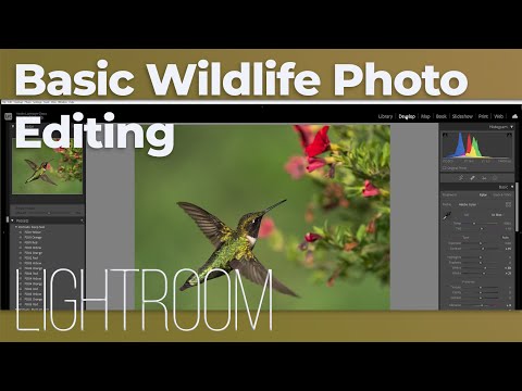 Lightroom Editing Series - Basic Wildlife Raw File Processing (2022 Version)