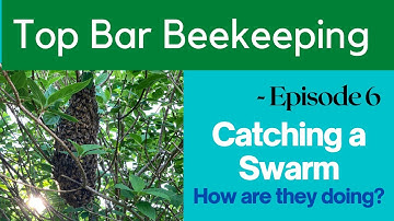 Catching a swarm and placing it in my Top Bar hive. Check out how they are doing today