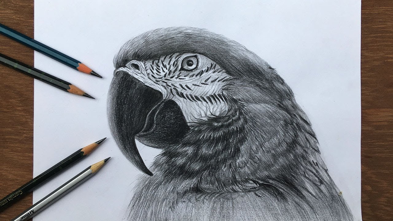 How To Sketch and Draw Realistic Birds in Charcoal | Udemy