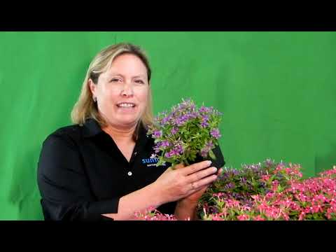 Video: Turquoise Puya Care: Hoe Turquoise Puya-planten te kweken