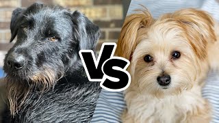 Schnauzador vs Morkie: The Ultimate Canine Clash! by All About Mixed Breed  54 views 2 weeks ago 1 minute, 50 seconds