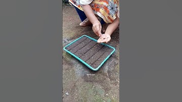 Thumbnail of cara semai sawi di rumah