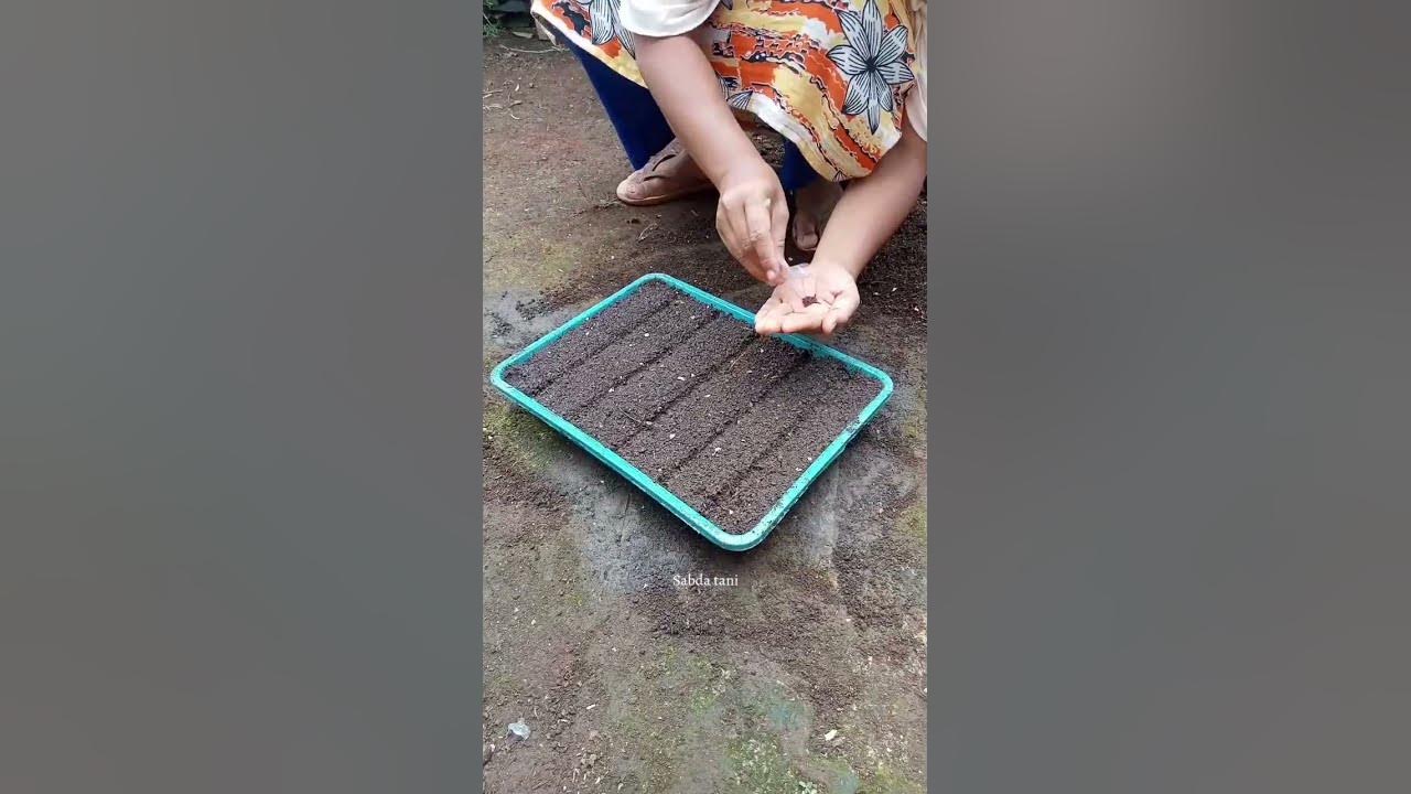 cara semai sawi di rumah