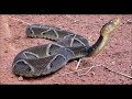 as 5 cobras mais venenosas do brasil