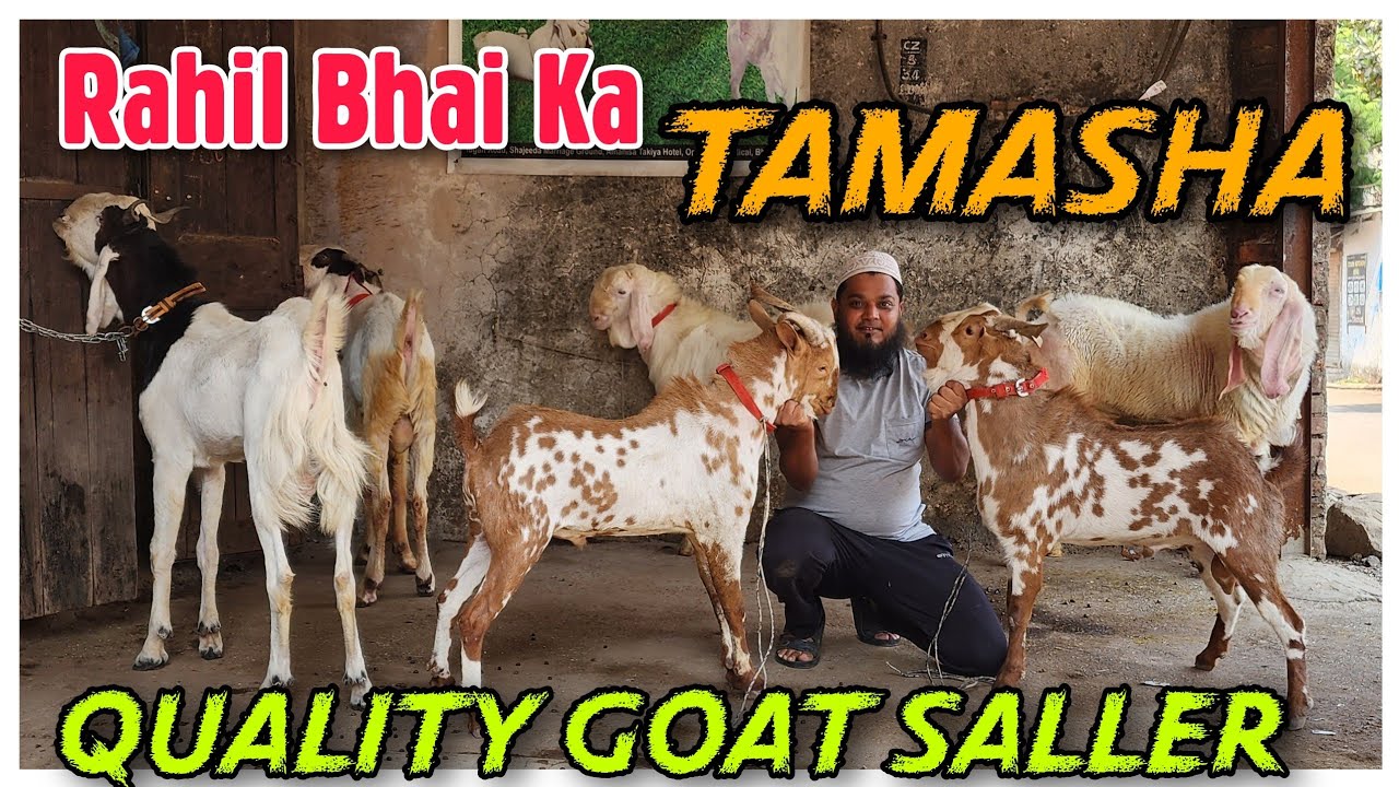 Rahil Bhai RAHIL BHAI Ka TAMASHA Quality Goat Seller In Bhiwandi | Patira Hypat ...