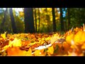 Beautiful Relaxing Music - Cello & Piano Music, Stress Relief, Sleep Music (Zoe)