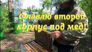 ✅ Ставлю вторые корпуса пчелам, очень просто! #ПЧЕЛОВОДСТВО1