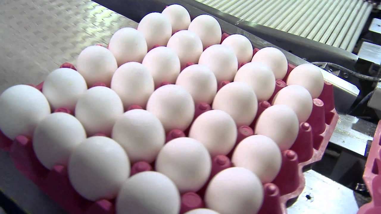 Learn about Willamette Egg Farms' work with Oregon Food Bank YouTube
