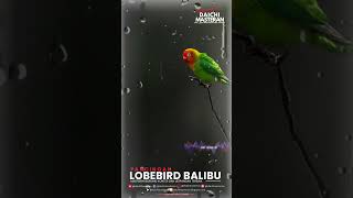 PANCINGAN LOVEBIRD BALIBU TERBAIK