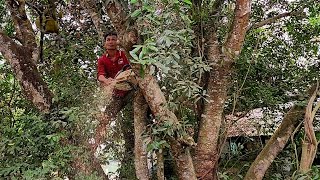 Cưa cây Cà Na khổng lồ gần cây Mít / Sawing a giant Ca Na tree near the Jackfruit tree | T568