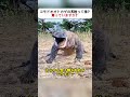コモドオオトカゲの天敵って誰？ 知っていますか？ #コモドオオトカゲ #野生動物 #サバイバル #自然の驚異 #動物の強さ