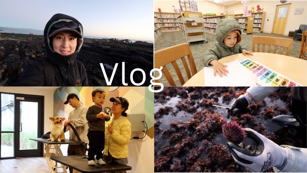 Vlog 这次赶海终于挖到海胆