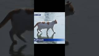 a cat is walking on the frozen Han River....#dailymeme #cat #elgato #memes #shorts #fyp Resimi