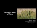 Evolutionary history of wheat