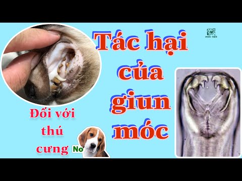 Video: Giun Móc Mèo - Các Triệu Chứng Và điều Trị Giun Móc Cho Mèo