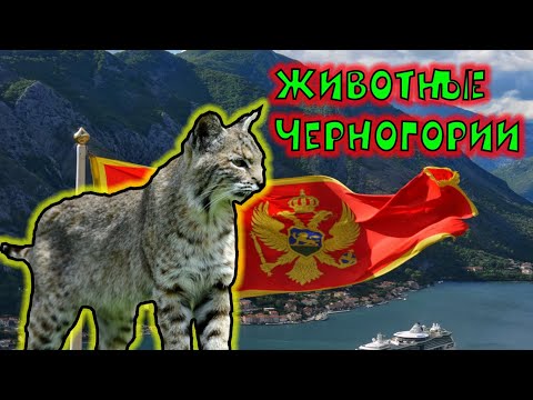 Животные Черногории / Animals of Montenegro