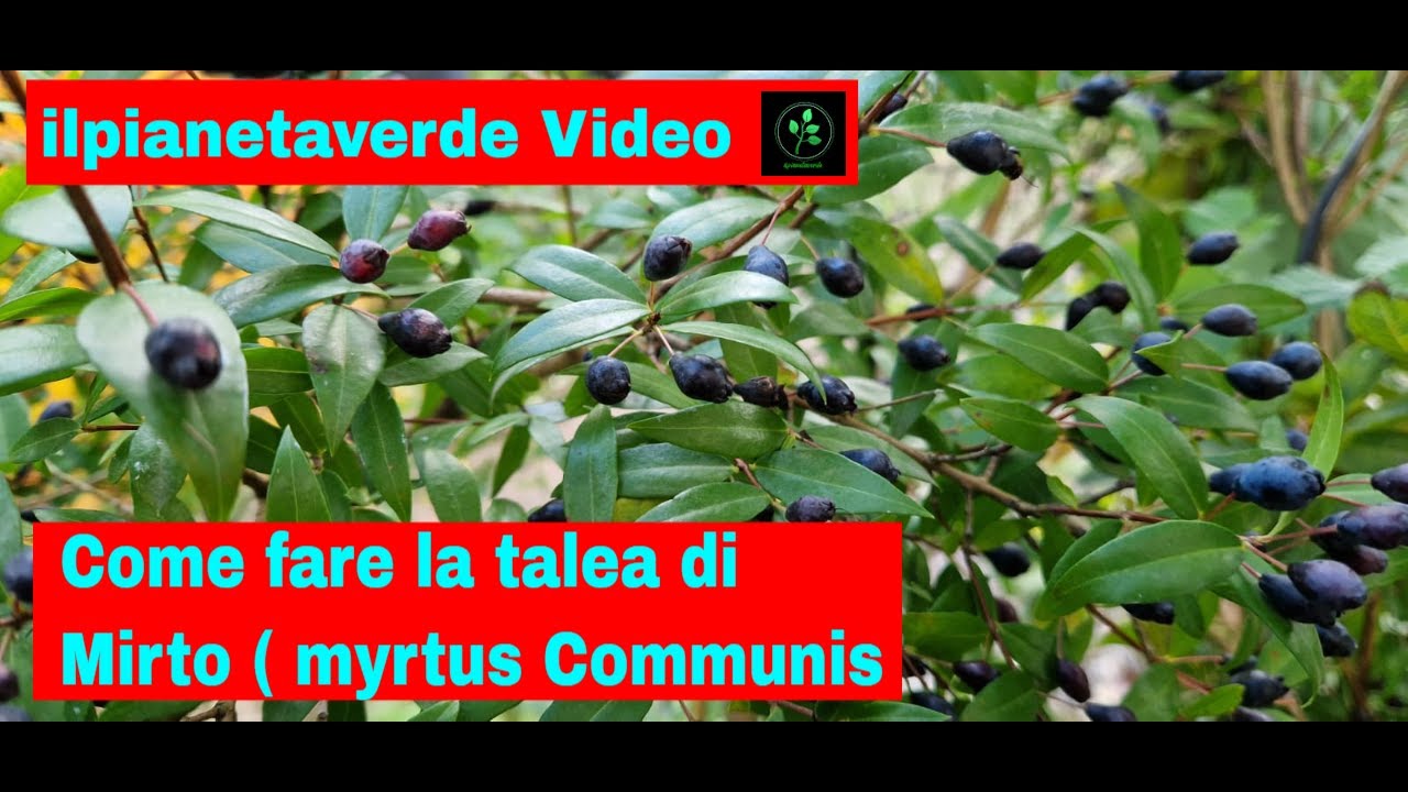 Come fare la talea di Mirto (myrtus Communis )
