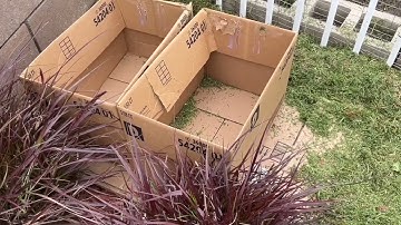 Tiny Tidy Tuesday/Open Collab/Cleaning Up In Front Yard /Growing potatoes