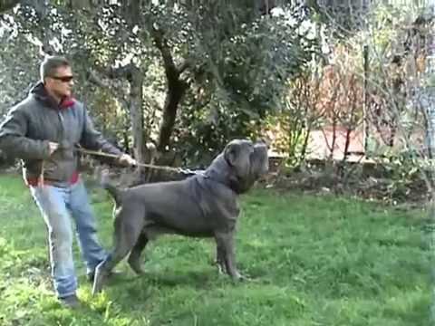 MASTINO NAPOLETANO MARCO POMPILI