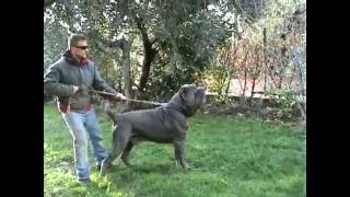 MASTINO NAPOLETANO MARCO POMPILI