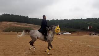 Arap Atı Karakule - Tjk Adi Kafkaskartalı