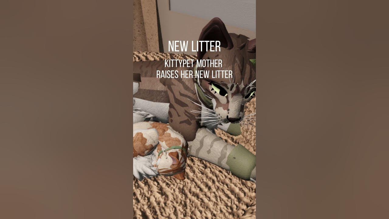 Unique RP Ideas Kittypet Edition WCUE rp wcue warriors unique-rp-ideas-kittypet-edition-wcue-rp-wcue-warriors