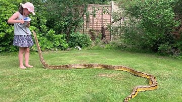 Periscoping Reticulated Python says hello to my daughter