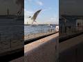 Saint Petersburg❤️ #спб #мойпитер #spb #love #чайка #animals #birds #river #летнийпитер #алыепаруса