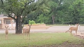 Up-Close with Wild Deer in Beautiful West Texas #rvlife #deer #camphost