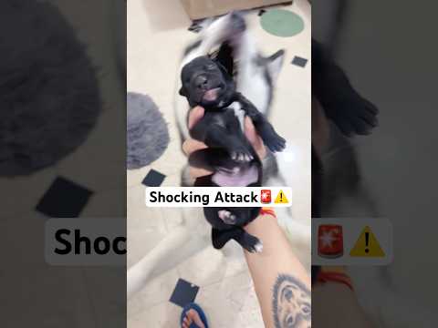 Newborn puppy under Attack 🚨‼️ #shorts #dog #husky #trendingsong