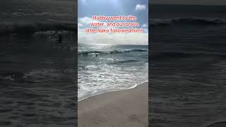 Our brave Alaskan Klee Kai didn’t back down. #BeachDay #BraveNako #FamilyTime #viralvideo #fypシ