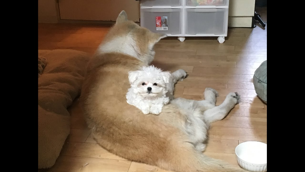 マルチーズの赤ちゃん 仔犬が我が家にやってきた Youtube
