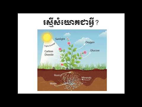 រស្មីសំយោគ